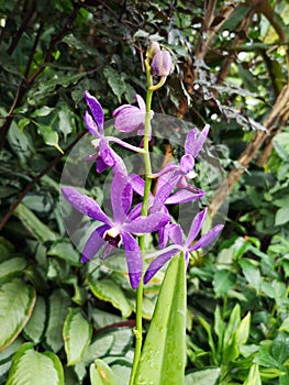 Aranda Wan Chark Kuan purple Orchid flowers in Singapore garden.