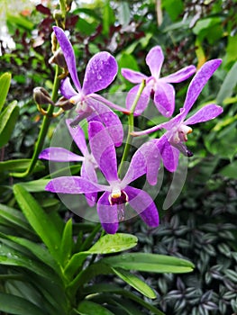 Aranda Wan Chark Kuan purple Orchid flowers in Singapore garden.