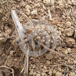 araneae on agricultural land