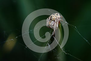 Araneae spider photo
