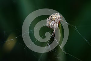 Araneae spider