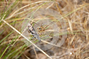 araneae spider wraps its prey, a grasshopper