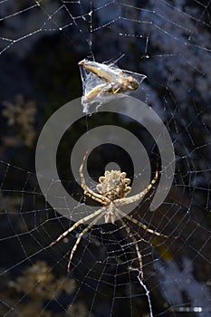 Araneidae. Argiope Lobata Spider On A Spiderweb