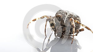 Araneidae Garden spider on the black background close up