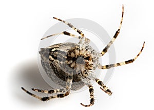 Araneidae Garden spider on the black background close up