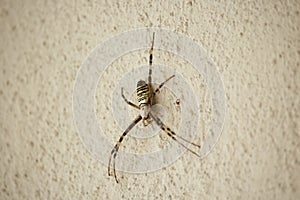 Araneidae Spider on Wall on Sunset