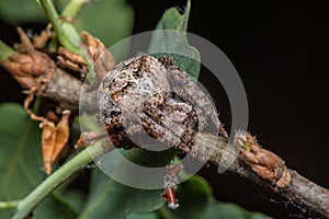 Araneus Angulatus - macro