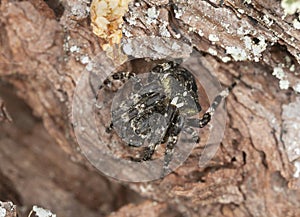 Araneus angulatus on pine bark
