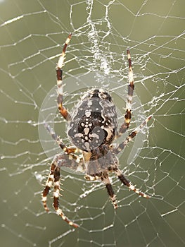 Araneus Diadematus photo