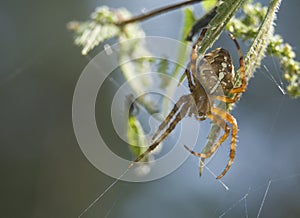 Araneus diadematus