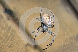 Araneus diadematus