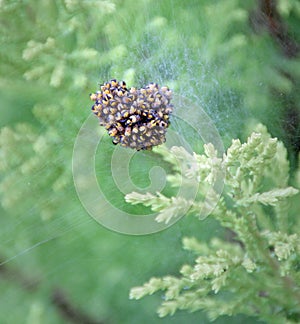 araneus diadematus baby spiders on cobweb