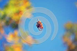 Araneus diadematus on the background of blue sky and yellow leaves