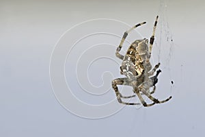 Araneus diadematus, Crete