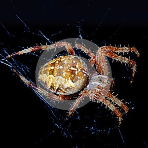 Araneus diadematus , European garden spider.