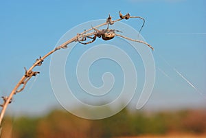 Araneus diadematus European garden spider, diadem spider, cross spider, crowned orb weaver in web on twig