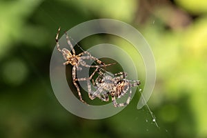 Araneus diadematus, garden cross orb weaver spider male and female engage in a mating ritual