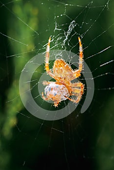 Araneus diadematus on its web eating a ladybug, coccinella magnifica in spring