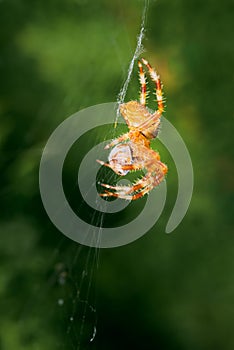 Araneus diadematus on its web eating a ladybug, coccinella magnifica in spring