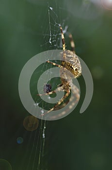 Araneus diadematus spider