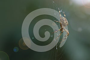 Araneus diadematus spider