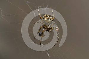 Araneus diadematus spider