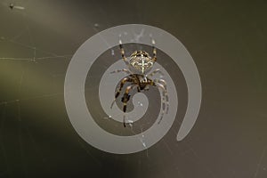 Araneus diadematus spider