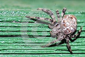 Araneus diadematus spider photo