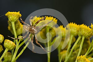Araneus marmoreus