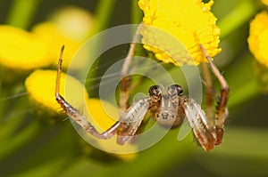 Araneus marmoreus photo