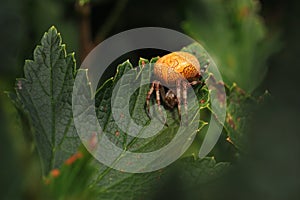 Araneus marmoreus