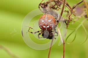 Araneus quadratus, the four-spot orb-weaver, is a common orb-weaver spider