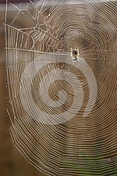 Araneus quadratus garden spider web