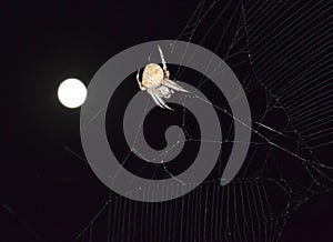 Araneus Spider on background of the moon