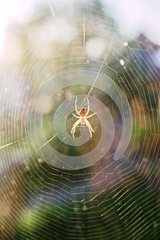Araneus spider in the web.