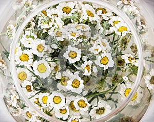 Arangement with daisy flowers in the glass bowl, birthday gift