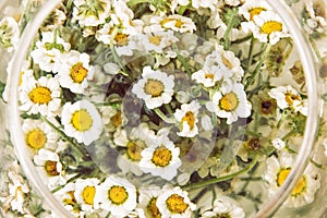 Arangement with daisy flowers in the glass bowl, natural scene