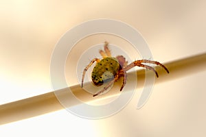 Araniella cucurbitina, squash spider or cucumber spider, green abdomen with black dots photo