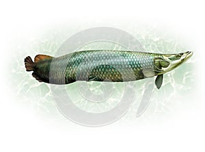 The arapaima (Arapaima gigas