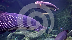 Arapaima, a giant freshwater fish found in the Amazon basin