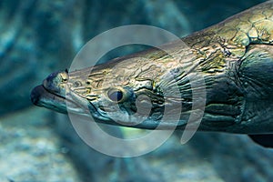 Arapaima gigas