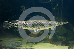 Arapaima gigas fish, also known as pirarucu