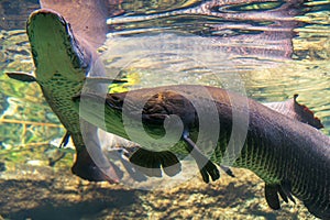 Arapaima gigas, one of the largest fish living in the Amazon River photo