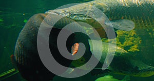 Arapaima gigas or pirarucu fish swimming in pond. It carnivore native to the basin of the Amazon River. Torpedo is among