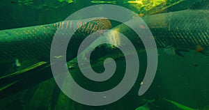 Arapaima gigas or pirarucu fish swimming in pond. It carnivore native to the basin of the Amazon River. Torpedo is among