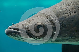 Arapaima (Sudis gigas).