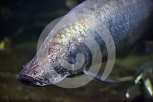 Arapaima Sudis gigas, also known as the pirarucu. Wildlife ani