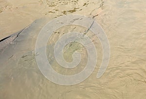 Arapaima swims on the surface of the water. Amazonian fish photo