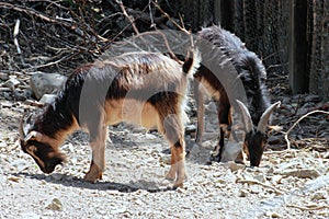 Arapawa Goats