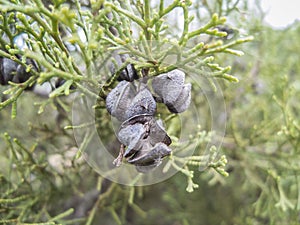Arar Tree closeup photo